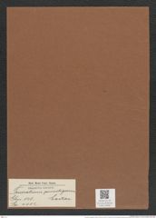 Triceratium punctigerum Castrac. (de-Toni-Nr.: Genus 140, Species 4012) Zeichnungen Sammlung Grunow Mappe 04000 (Herbarium_W_Grunow_drawings_Folder_04000)